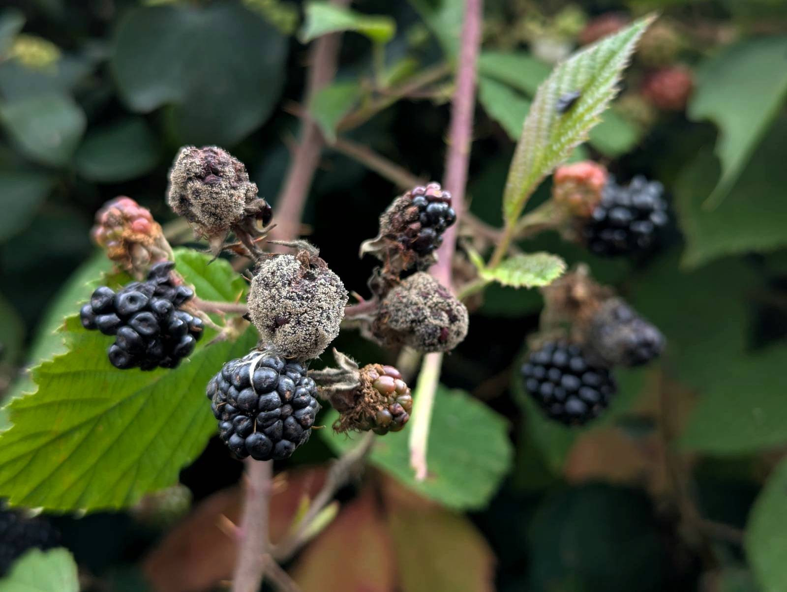 A grey fungus growing on the blackberries